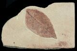 Red, Paleocene Fossil Leaf - Montana #57703-1